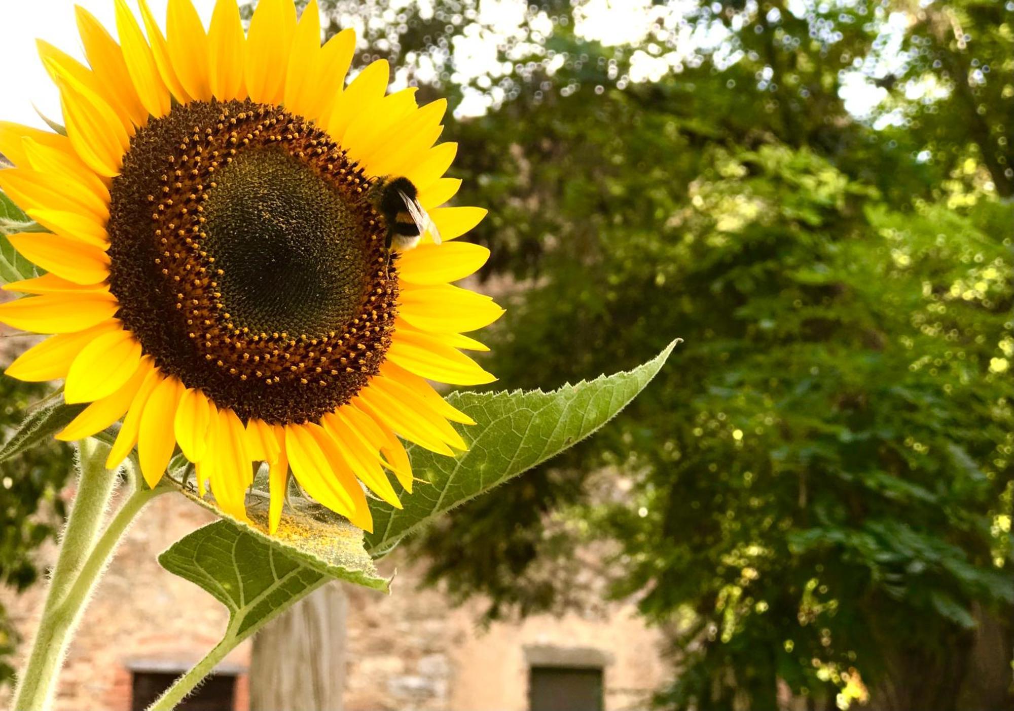 B&B Giuncaia17 Polveraia Buitenkant foto
